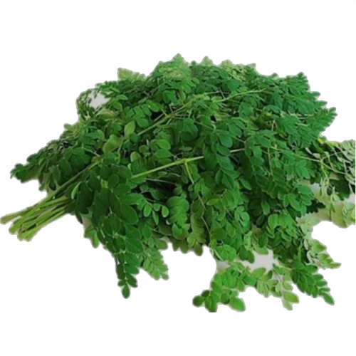 muringa